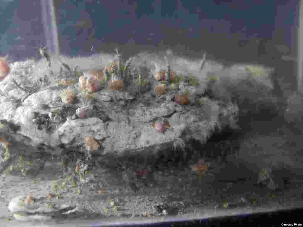 Carbonate slab collected from Costa Rica Margin seep, with associated worms, snails and limpets. (G. Rouse)