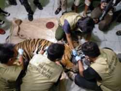 Para petugas dari BBKSDA Riau saat melakukan nekropsi bangkai harimau Sumatra yang mati karena terkena jerat, Senin 18 Mei 2020. (Foto: BBKSDA Riau)