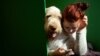 ธุรกิจ: Bark’N’Borrow แอพฯ ให้บริการเช่าสุนัขสำหรับคนยังไม่พร้อมมีน้องหมา