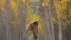 Taliban Leaders Wants Afghans to Plant More Trees 