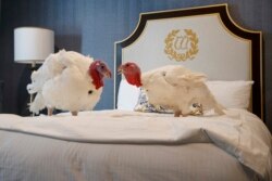 White House Turkey