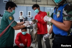 Department of National Parks, Wildlife and Plant Conservation personnel examine a long-tailed macaque before a sterilization procedure in Lopburi, Thailand, May 24, 2024.