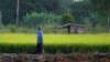 Kekeringan, Petani Padi Thailand Frustrasi