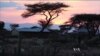 Kenyan Community Cracks Down on Elephant Poaching