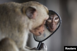 A long-tailed macaque looks into a motorbike's side mirror near Phra Prang Sam Yot temple before officials started capturing monkeys in Lopburi, Thailand, Feb. 3, 2024.