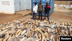 Seorang pria Vietnam dan dua pria Togo berdiri di dekat tumpukan gading gajah yang disita pasukan keamanan di pelabuhan Lome. (Foto: Dok)
