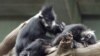 Bunuh dan Makan Lutung Langka, 6 Orang Ditangkap di Vietnam 