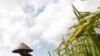 FAO: Vietnam Contoh Negara yang Berhasil Atasi Kelangkaan Pangan