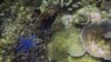 Pakar AS Upayakan Tambah Jumlah Obat dari Organisme Laut