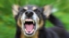 IDAI mengatakan 40 persen kasus gigitan anjing pembawa virus rabies dialami oleh anak-anak. (Foto: VOA)