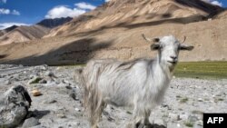 资料照片：印中边境拉达克地区附近的帕什米纳山羊（2019年8月27日）