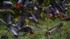 FILE - African grey parrots are seen at Lomami National Park, Democratic Republic of Congo, in a 2014 photo. (Source - Lukuru Foundation/bonoboincongo.com)