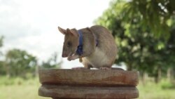 Magawa, seekor tikus pengendus ranjau, digambarkan di Siem Reap, Kamboja, dalam gambar selebaran tak bertanggal ini yang diberikan kepada Reuters pada 25 September 2020. (Foto: PDSA UK/Handout via REUTERS)