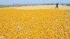 China Tolak Jagung Amerika di Tengah Ketegangan Perdagangan