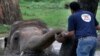 'Gajah Paling Kesepian di Dunia' akan Tinggalkan Kebun Binatang