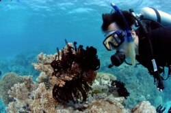Seorang penyelam mengamati karang di kawasan Great Barrier Reef, Australia, Lautan Pasifik. (Foto: dok).