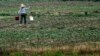 US May Ban Cotton-Made Products from China’s Xinjiang Region: New York Times 