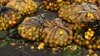 Villagers are selling wild fruits that include mazhanje, matamba and matohwe, among others.