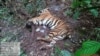 Lagi, Satwa Dilindungi Mati di Kawasan Hutan Tanaman Industri