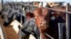 FILE - Cattle occupy a feedlot in Columbus, Neb., in June 2020.