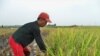 Gubernur Jabar Pertahankan Keberadaan Lahan Pertanian