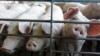 สหรัฐฯ อนุมัติหมูดัดแปลงพันธุกรรมสำหรับใช้เป็นอาหารและใช้ในทางการแพทย์