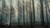 Impact of Forest Thinning on Wildfires Creates Dissent 
