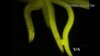 Worms Get Ready to Fly in Space
