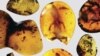 Fossilized Lizard, 99 Million Years Old, a Clue to 'Lost Ecosystem'