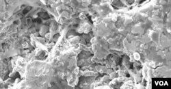 Sel tulang menempel di rangka yang dicetak dengan printer 3-D. Ketika tulang telah sembuh sempurna, materi akan terurai. (University of Pittsburgh)