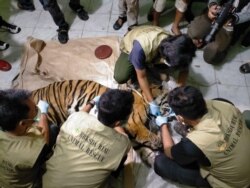 Petugas dari BBKSDA Riau melakukan nekropsi bangkai harimau Sumatra yang mati karena terkena jerat, Senin 18 Mei 2020. (Courtesy: BBKSDA Riau)