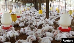 Ribuan ayam di sebuah peternakan di Bogor, 27 Juli 2012. (Foto: Enny Nuraheni/Reuters)