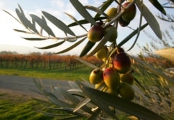 Olive Oil