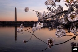 Cherry Blossoms