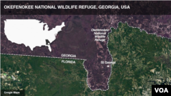 Okefenokee National Wildlife Refuge, Georgia, USA