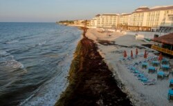 Mexico Seaweed Invasion