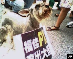 大连都市居民带上家中宠物上街抗议化工项目