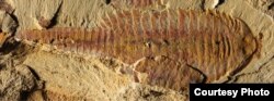 The dorsal view of the 7-centimeter long fossil was found in sediments dating back 520 million years ago in what today is China’s Yunnan province. (Credit: Xiaoya Ma)