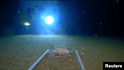 Hewan-hewan laut berenang di sekitar alat selam, yang diterangi oleh cahaya DSV dari kapal selam, di dasar Palung Mariana Samudera Pasifik, 13 Mei 2019. (Sumber: Discovery Channel).