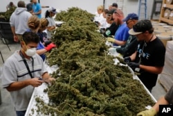 In this Oct. 4, 2016 photo, farmworkers remove stems and leaves from newly-harvested marijuana plants, at Los Suenos Farms, America's largest legal open air marijuana farm, in Avondale, southern Colo.