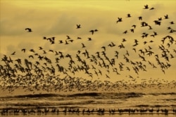 Ratusan burung air saat melakukan migrasi dan melintasi wilayah Indonesia. (Courtesy: Yayasan Lahan Basah/ Wetlands International Indonesia).
