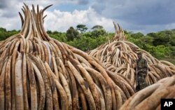 FILE - A ranger from the Kenya Wildlife Service stands guard near stacks of ivory in Nairobi National Park, Kenya, April 28, 2016.