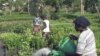 Refugees Plant New Roots in US Through Farming