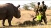 Progress in Struggle to Save Animals From Extinction