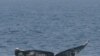 Laut Bising, Paus Terganggu