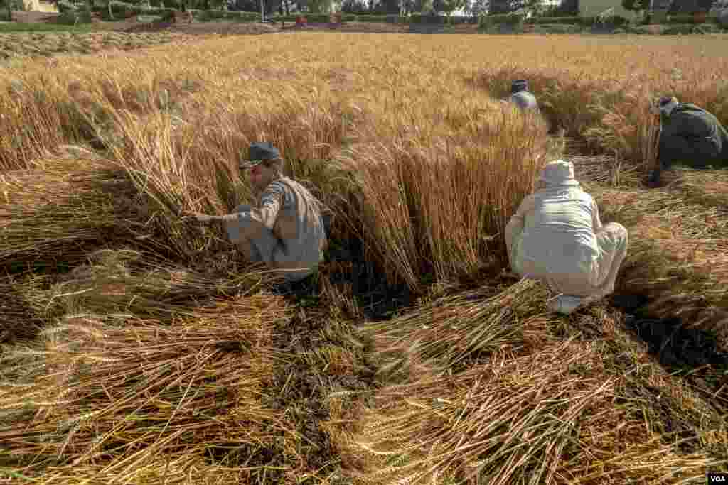 Workers who lost their tourism-related jobs over the past two years tell VOA that they now rely on the agricultural sector for survival, in Luxor, Egypt, April 9, 2021. (Hamada Elrasam/VOA)