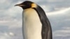 Para Pakar Selandia Baru Sarankan Lepas 'Happy Feet' ke Laut Lepas