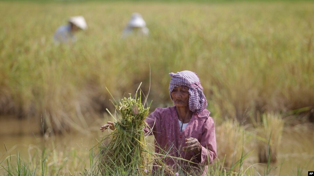 စပါးရိတ်သိမ်းနေတဲ့ ကမ္ဘောဒီးယား လယ်သမား။ 
