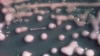 WHO: Global Threat From Antibiotic Resistance Growing