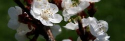 The Austrian Embassy's official Twitter account @AustriainUSA chose local blossoms spotted near the embassy to adorn its front page.